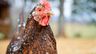 Primer caso de gripe aviar detectado en España