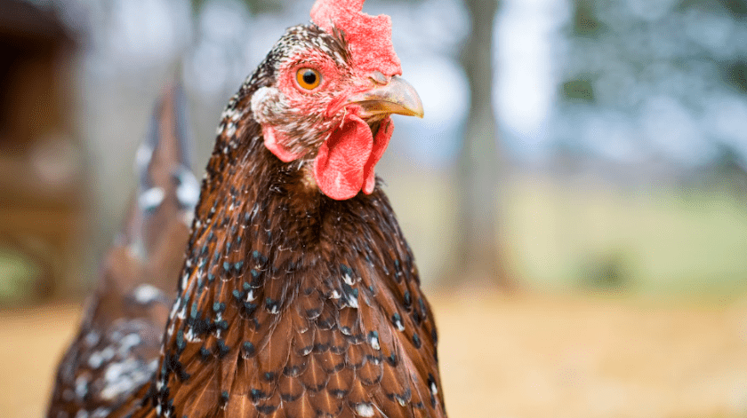La niña con gripe aviar tuvo síntomas típicos de una neumonía.(UNSPLASH)