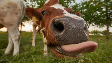 Lubricante de moco de vaca podría proteger contra enfermedades sexuales, segun investigadores suecos