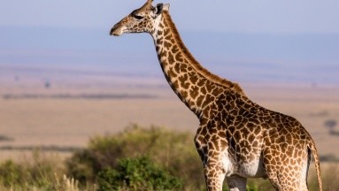 Tras graves traumatismos, bebé muere al ser pisoteada por una jirafa en Sudáfrica