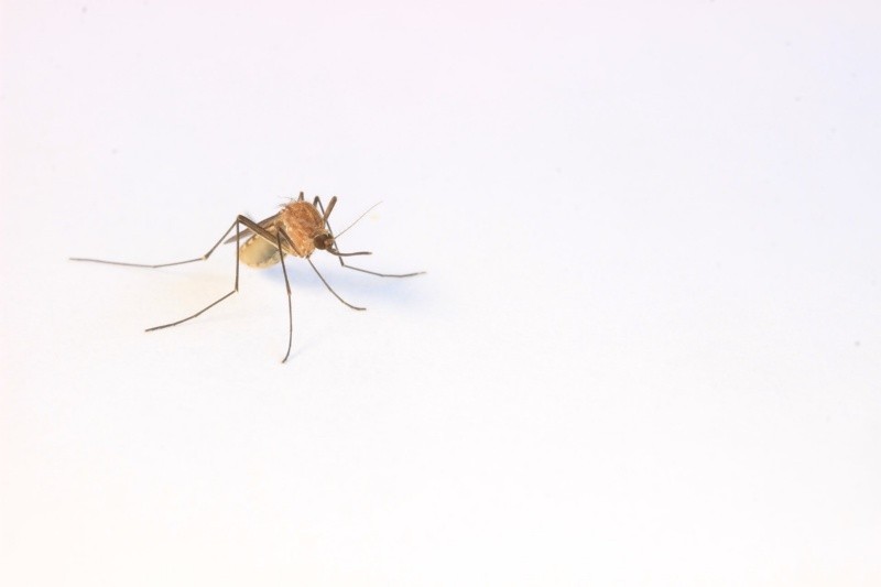 Las picaduras de mosquitos que transportan ciertos virus o parásitos pueden causar enfermedades graves. 