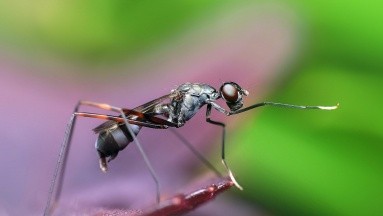 Los mosquitos podrían sentirse atraidos por el color de piel, según estudio