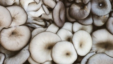 OMS revela lista de hongos más peligrosos a la salud: Estos son los más contagiosos y dañinos