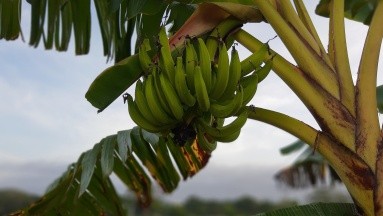 Hoja de plátano: Aliviar la garganta, la tos y otros de sus beneficios
