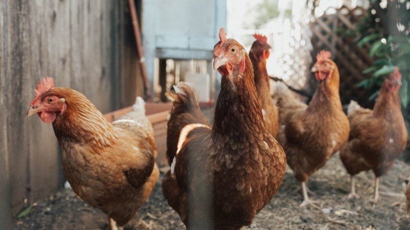 Detectaron gripe aviar en una granja en Nuevo León.