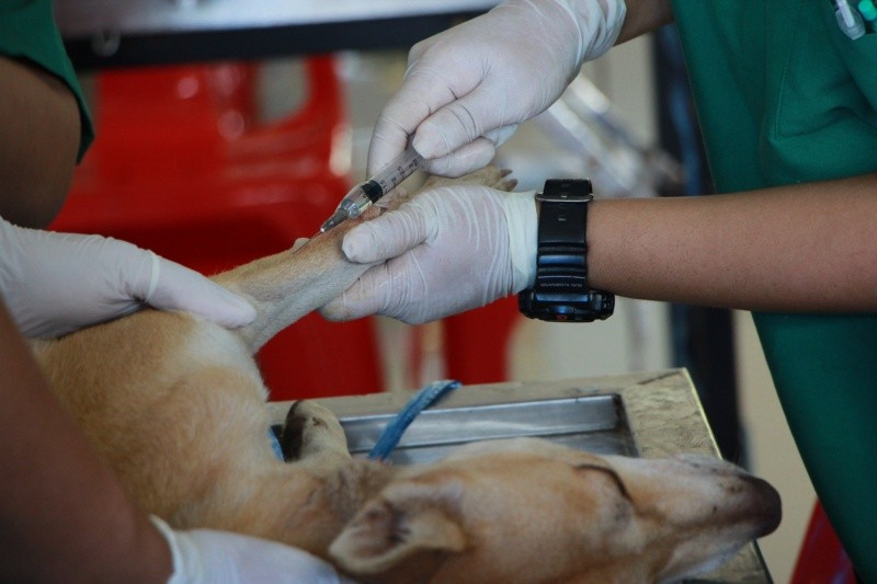  Se puede prevenir la rabia al vacunar a las mascotas y no acercarse a los animales silvestres. 