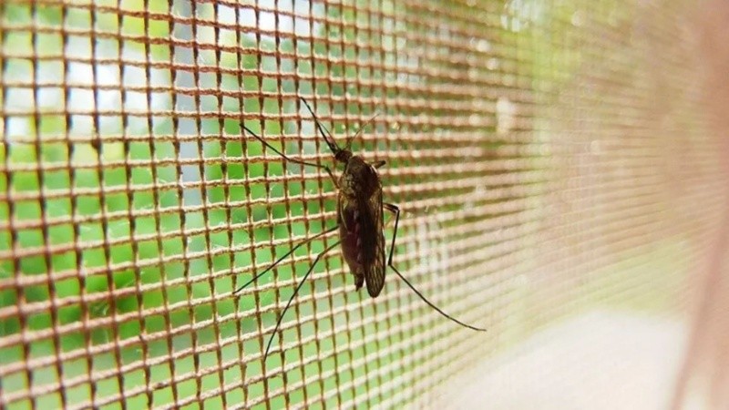  La fiebre amarilla se transmite por el mosquito Aedes aegypti 