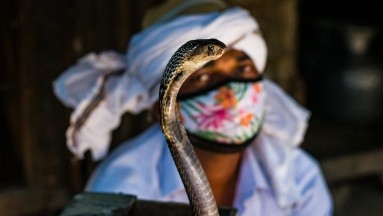 En India, una cobra ataca a un niño pero logra matarla luego de morderla con fuerza dos veces