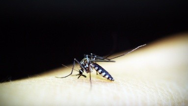 Por dengue podrían declarar alerta roja en Bolivia tras aumento de casos