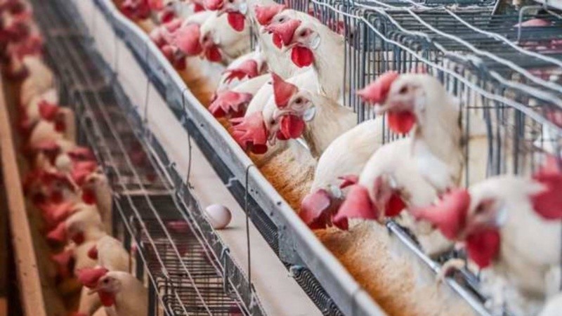 En otros países se han detectado casos de gripe aviar. EFE