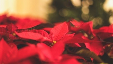 Nochebuena: ¿Cuáles son los usos medicinales de la flor y cómo deberíamos cuidarla?