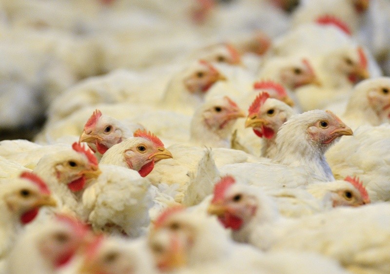  En China se detectó un caso de gripe aviar en una mujer de 53 años. Foto: Archivo