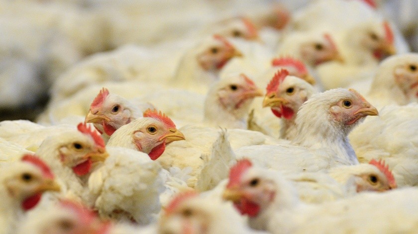 Datos sobre la gripe aviar reporta Perú.(EFE, EFE/EPA)
