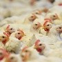 Gripe aviar: Levantan cuarentena en una granja ubicada en un estado de México