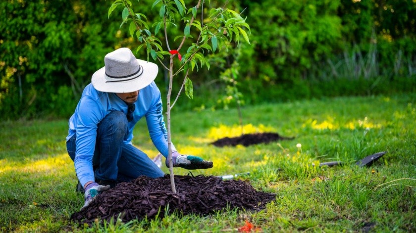 Los beneficios de plantar un árbol(PEXELS)