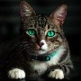 Alergia a los gatos: ¿Puedo tener un gato si soy alérgico a ellos?