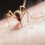 La encefalitis equina es el virus que transmiten los mosquitos a humanos: ¿Qué problemas de salud genera?