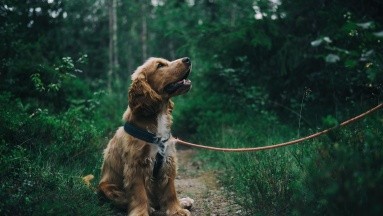 ¿Los perros sueñan como los humanos?
