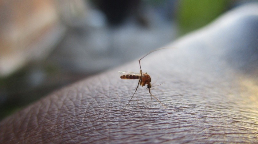 El dengue y el Chikungunya se pueden prevenir.(Ilustrativa/Pixabay)