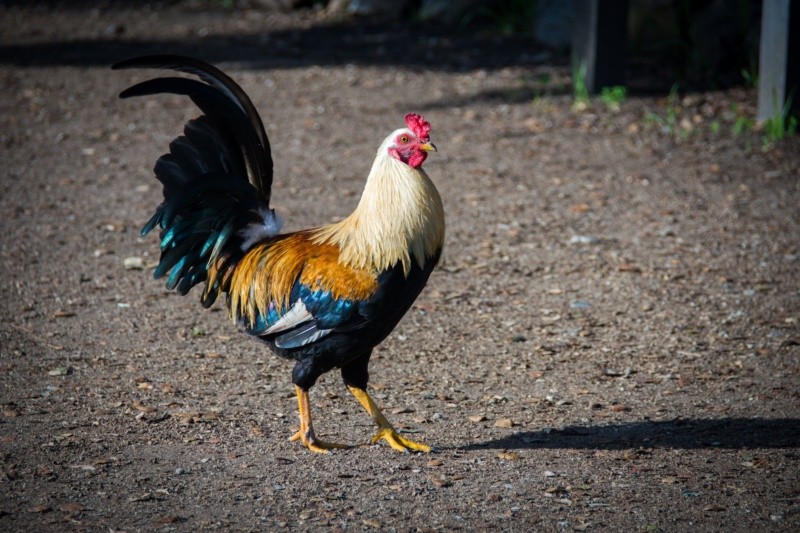  La enfermedad de la gripe aviar en personas puede variar de leve a grave. A menudo, los síntomas son similares a la gripe estacional.