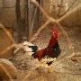 Gripe aviar H5H1: Perú afirma que productos avícolas no suponen riesgo de contagio