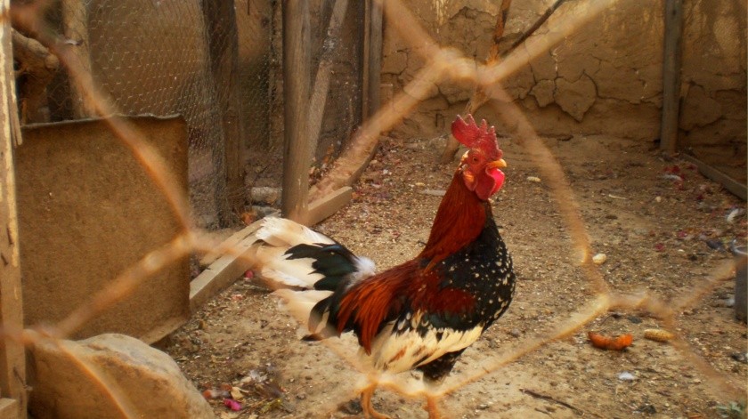 La gripe aviar puede causar complicaciones graves y la muerte.(Archivo GH.)