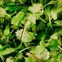 ¿Cuáles son los beneficios de consumir cilantro?