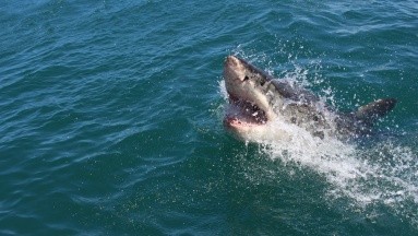 Niña lucha contra un tiburón que casi le arranca la pierna: ¿Qué hacer si un tiburón te ataca?