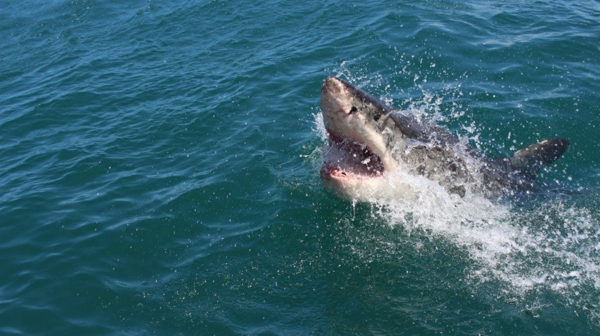 Una moridida de tiburón puede provocar infecciones(UNSPLASH)