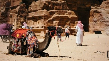 Gripe de Camello: La enfermedad que se expandió en el Mundial de Qatar 2022