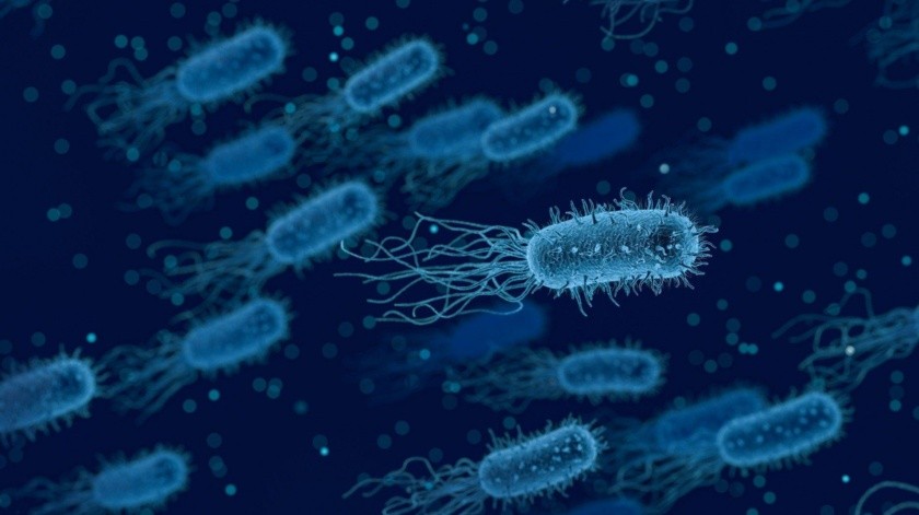 El estreptococo del grupo A es una bacteria.