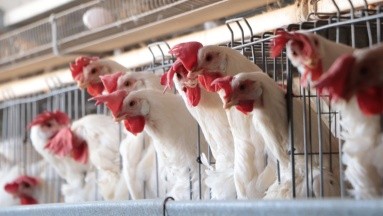 Influenza aviar: Honduras activa Plan Nacional de Emergencia