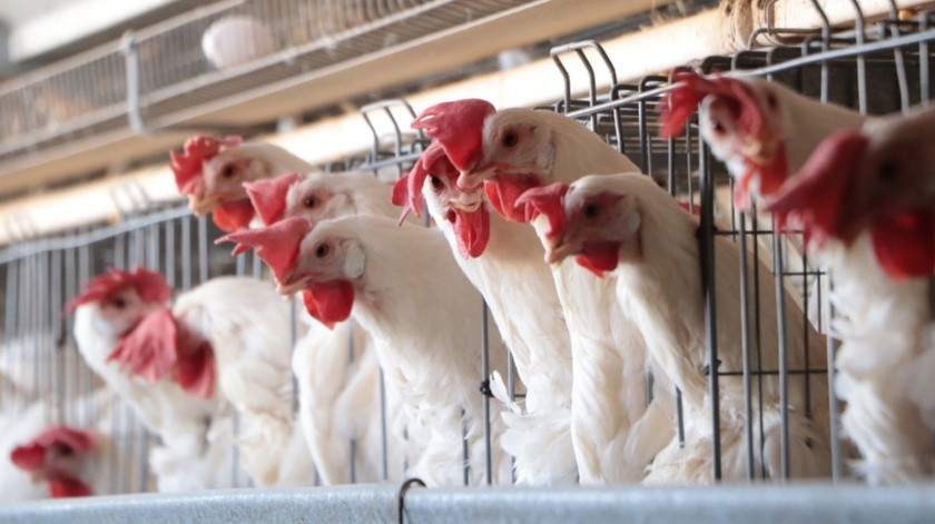 Hay mas casos de la gripe aviar(Secretaría de Agricultura y Desarrollo Rural)