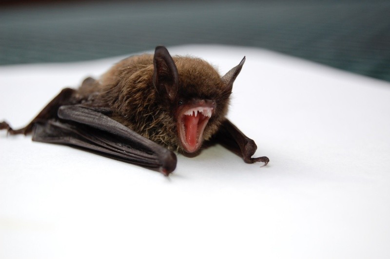 Los murciélagos pueden transmitir la rabia. Archivo GH.  