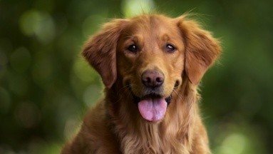 Los perros pueden detectar a las personas con malas intenciones, confirma estudio