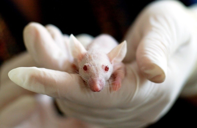  Los científicos realizaron experimentos con ratones y lograron rejuvenecerlos. Foto: Pixabay