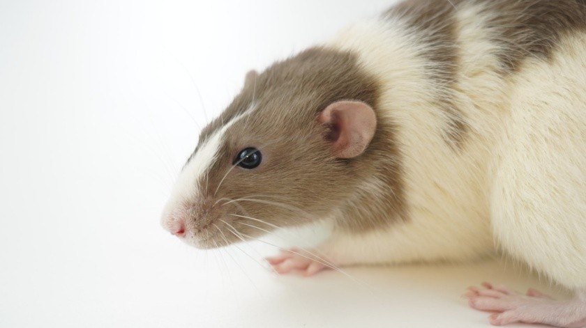 Científicos trabajaron con ratones para revertir el envejecimiento.(Pexels)