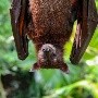 Casos de rabia Oaxaca:  Experto explica por qué no se debería culpar a los murciélagos