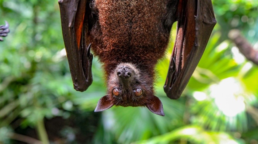 Los murciélagos tienen un comportamiento diferente cuando les da rabia.(Archivo GH.)