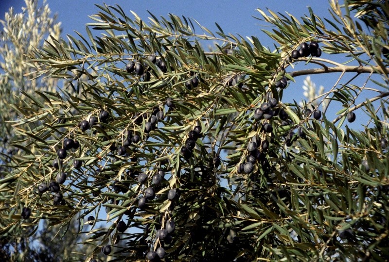 Ensayos encontraron beneficios para la salud cardiovascular al consumir regularmente aceite de orujo de oliva. Foto: EFE