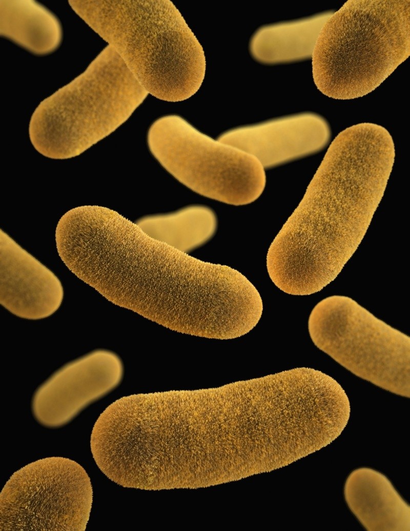  La forma más frecuente de infección en los humanos por salmonella es a través de agua o alimentos contaminados.