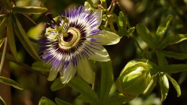 La passiflora: ¿Para qué funciona?