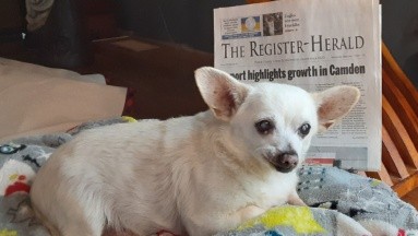 Spike, el perro más longevo del mundo con 23 años: ¿Cómo es su salud?