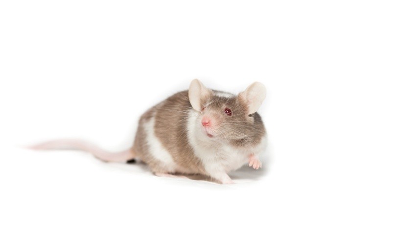 Un equipo de investigadores logró alargar la esperanza de vida de ratones con un fármaco denominado CASIN.(Unsplash)