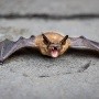 Un murciélago infectado con rabia es detectado en Uruguay; primer reporte desde hace 40 años