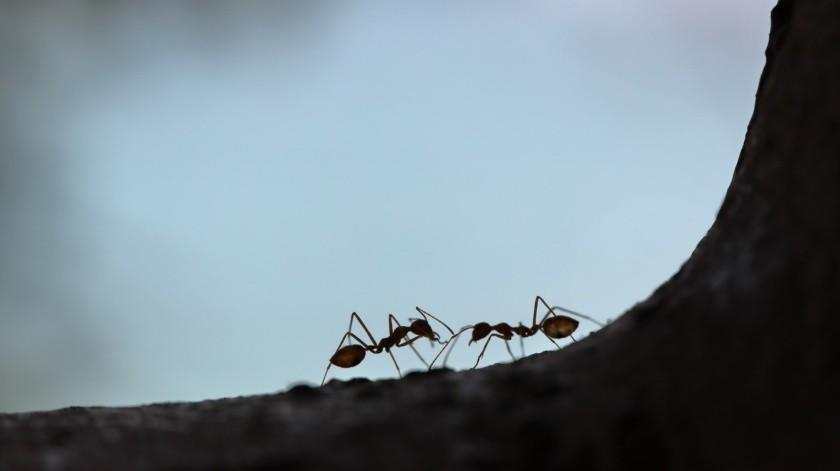 Las hormigas mostraron fiabilidad para la detección de tumores.(Unsplash)
