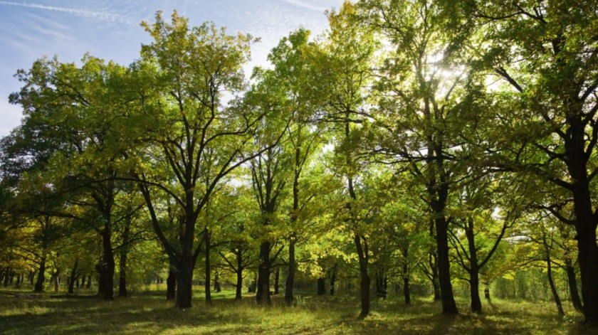 Plantar más árboles ayudaría a disminuir las muertes por temperaturas altas de verano.(Freepik)