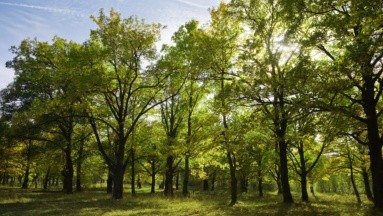 Plantar más árboles reduciría en un tercio las muertes en verano en las ciudades: Estudio