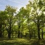 Plantar más árboles reduciría en un tercio las muertes en verano en las ciudades: Estudio