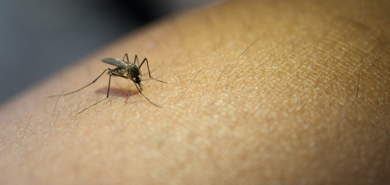 El menor fue diagnosticado con chikunguña, una enfermedad vírica transmitida por mosquitos. Freepik 